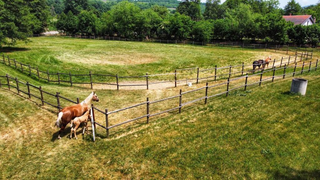 Вілла Amigosranch Крушевац Екстер'єр фото
